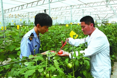 平凉食药监所对蔬菜农药残留量进行测定